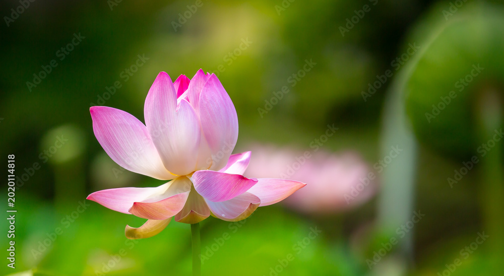 Фотография Lotus pond
