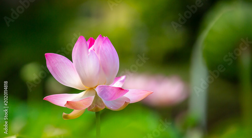 Canvas Print Lotus pond