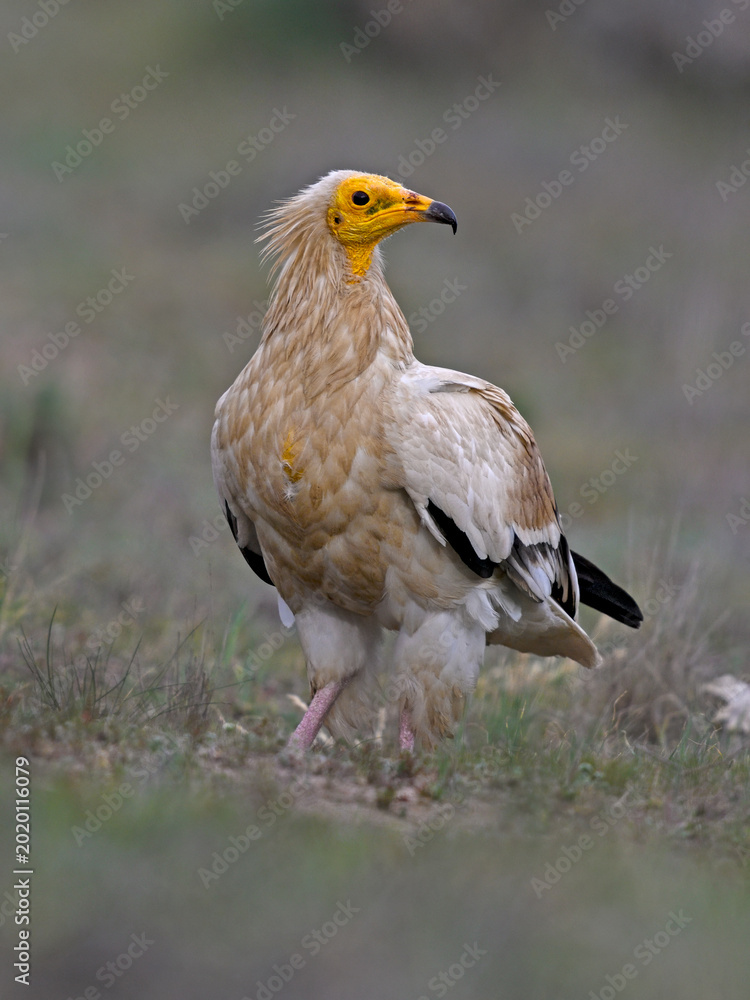 Fototapeta premium Egyptian vulture standing on open ground