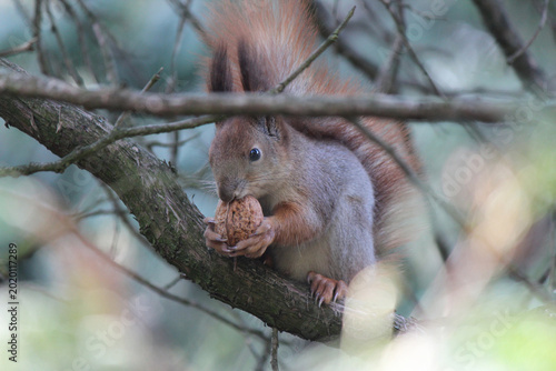 Cuadro en lienzo The squirrel was given a wonderful tasty nut