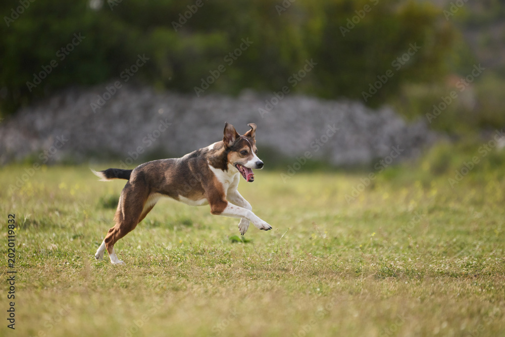 Ταπετσαρία A mixed breed dog runs freely across grassy landscape outdoors