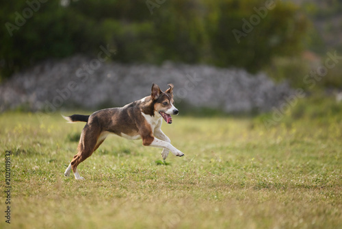 Photography A mixed breed dog runs freely across grassy landscape outdoors
