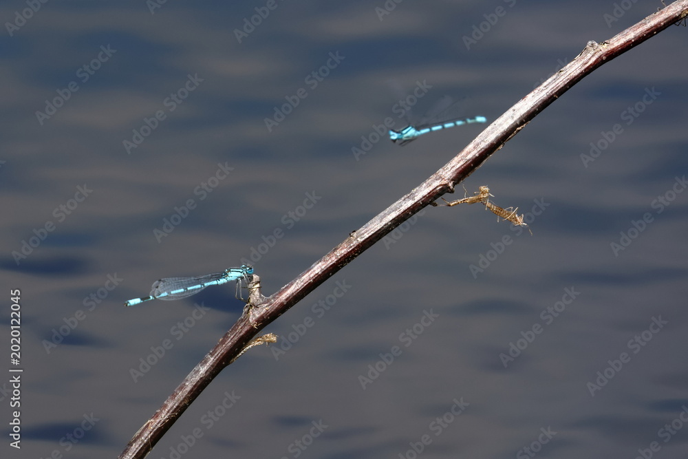 Konstfotografi damselfly