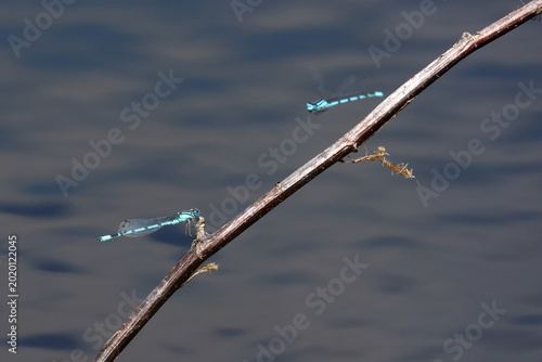 Tableau sur toile damselfly