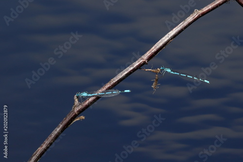 Photos damselfly