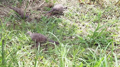 Zebra dove trio bird foraging on sunlit grass ground, small flock pecking seeds on dry straw and green lawn in outdoor wildlife nature habitat