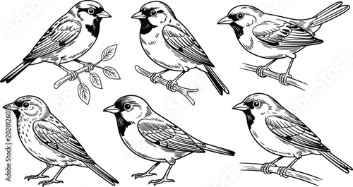 Cuadro en lienzo Vintage Sparrow and Finch Sketch Vector Set with Detailed Hand Drawn House Sparr
