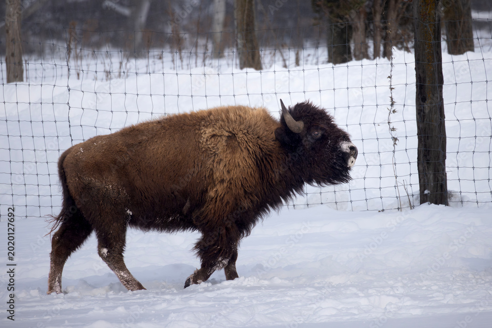 Αυτοκόλλητο Side view large farm raised bison buffalo Bison bison with head tilted upwards w