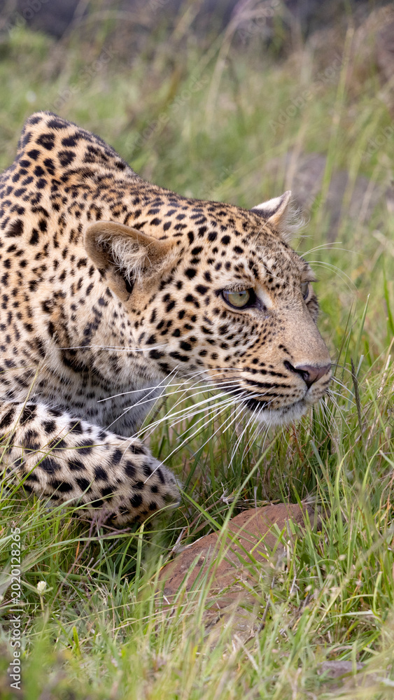 Obraz premium Stalking Leopard