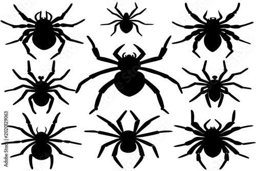 Foto spider isolated on a white background, spider black icon, spider black symbol