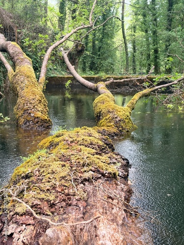 Moss-covered rocks and fallen tree branches in serene forest pond. Natural pond surrounded by dense forest with mossy rocks and decaying wood. Reflective water and lush greenery create tranquil woodla