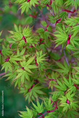 closeup on japanese maple sango kaku with leaf at heart and branches pink and...
