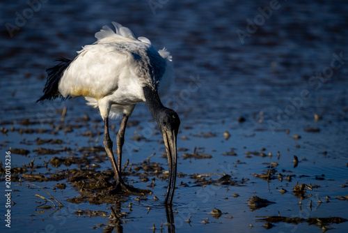 Ibis sacro in alimentazione nelle risaie vercellesi