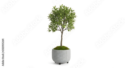 A small tree is growing in a stone pot on a white surface indoors.