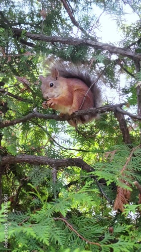 A squirrel is gnawing a nut on a tree branch in the park.