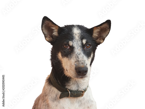 Smart Faithful Hound Dog Headshot Copy Space on Pure White