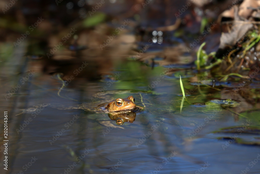 Fototapeta premium toad