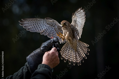 A Majestic Kestrel Descending Toward a Falconer's Glove for Training and Trust