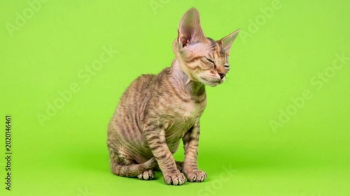 Adorable Devon Rex Kitten Sitting on Green Background, Studio Shot.