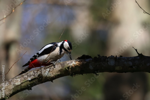 great spotted woodpecker
