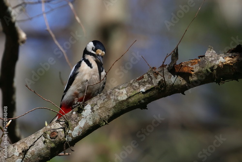 great spotted woodpecker
