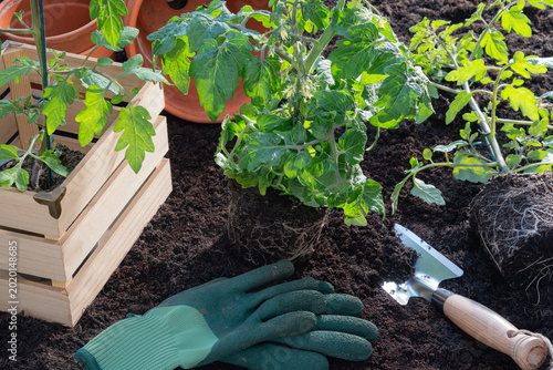 Planting young tomato plants in the vegetable garden under natural sunlight