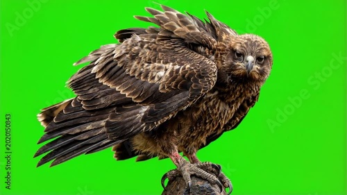 Wedge-tailed Eagle Perched on Branch with Green Screen Background.