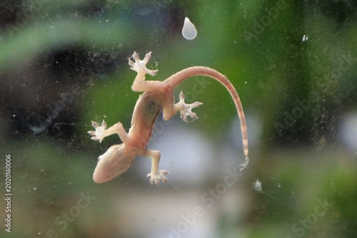 Принти на полотні Close-up of a delicate lizard clinging to a windowpane