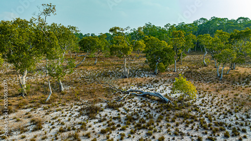 Foto Aerial view of a sparse savanna landscape featuring scattered Samed trees with green foliage on dry, sandy terrain, bordered by a dense forest in the background
