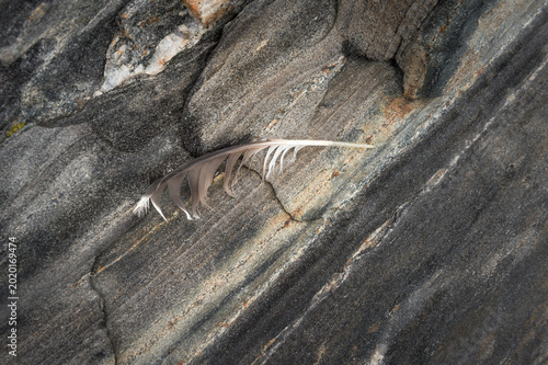 Feather Lies on Metamorphic Rocks