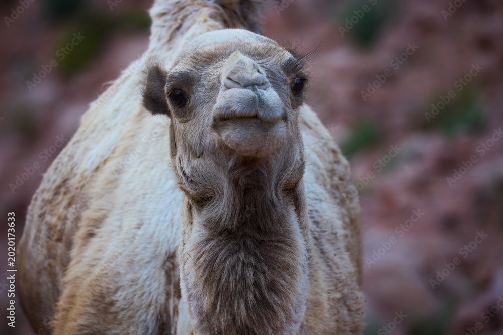 Obraz premium portrait of a camel