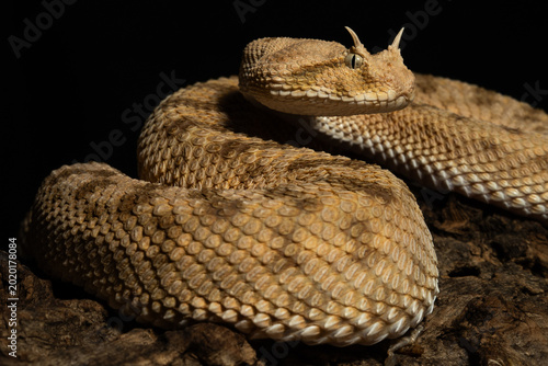 The Desert Horned Viper Coiled Alertly On Wood Symbolizing Silent Lethal Power And Wilderness Elegance