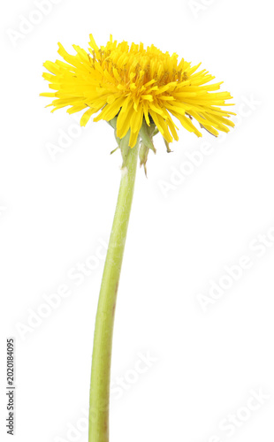 One beautiful dandelion flower isolated on white