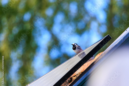 Tableau sur toile White wagtail resting on edge of rooftop solar panel, Deutschland, Mering, Mandichosee, 13