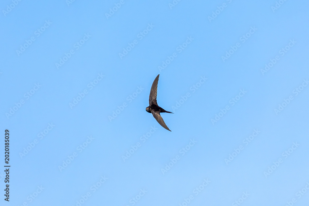 Fototapeta premium Common swift flying against clear blue sky at Mandichosee, Deutschland, Mering, Mandichosee, 13.05.2026