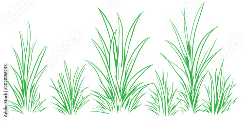 Quadro su tela Green grass clumps line art drawing botanical nature element vector illustration for spring and summer landscape design