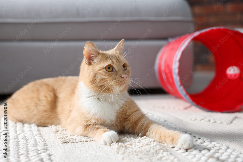 Fototapeta premium Cute cat resting on carpet and toy tunnel at home