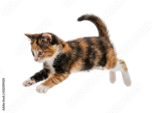 Calico kitten jumping through air.