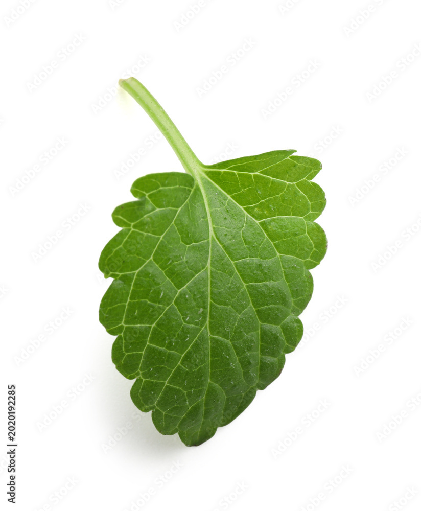 Fototapeta premium Aromatic herb. Green lemon balm isolated on white