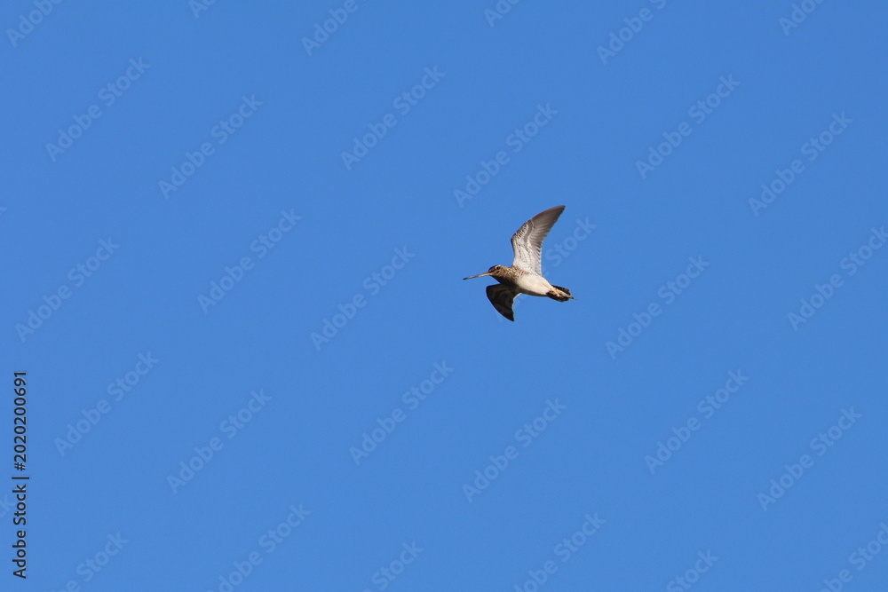 Obraz premium common snipe