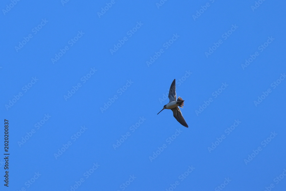 Obraz premium common snipe