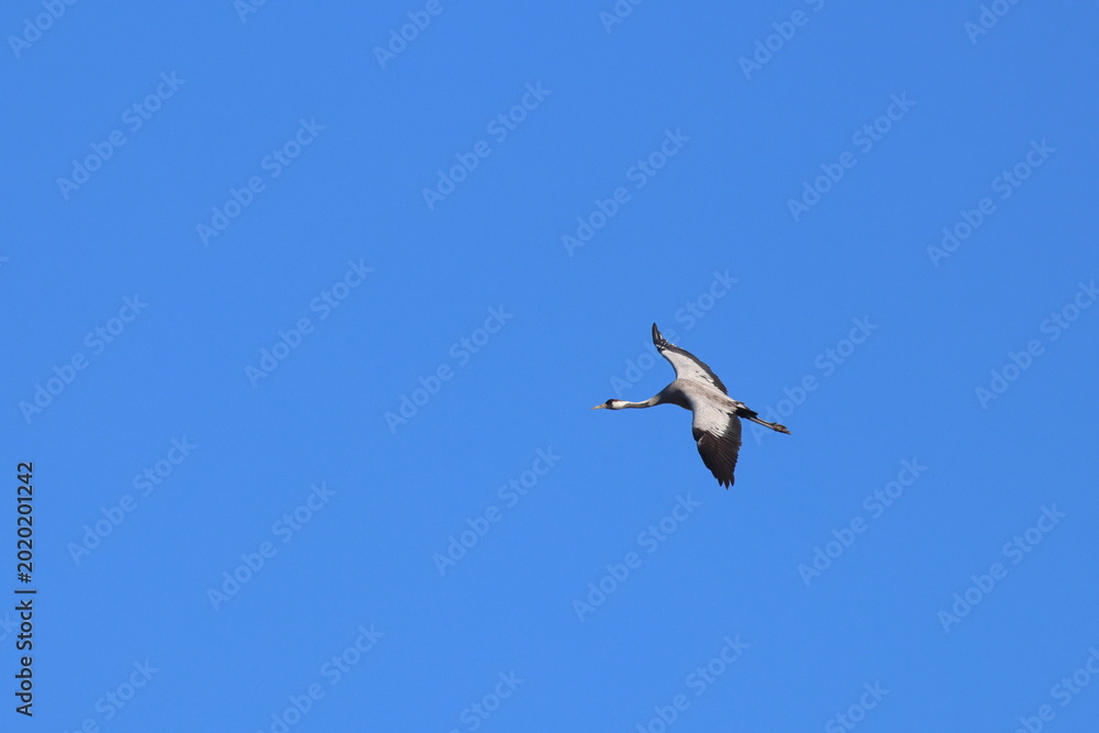 Fototapeta premium crane