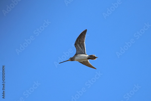 Fotografija common snipe