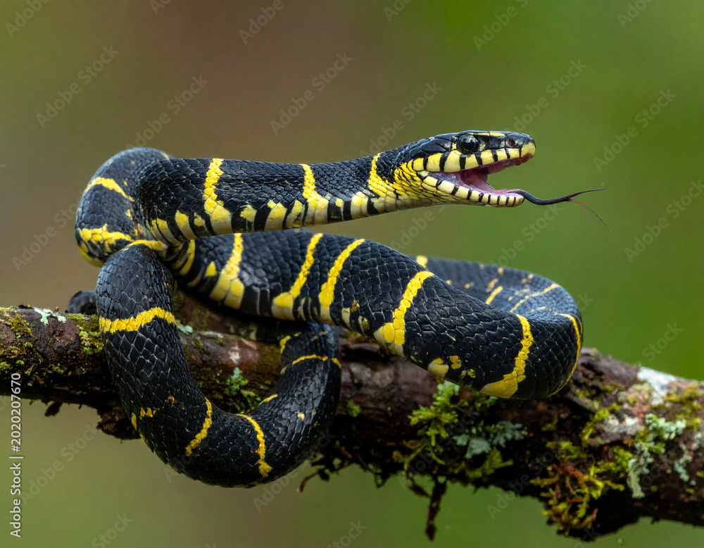 Obraz premium Snake resting on a branch in a rainforest during daylight hours with tongue extending Generative AI