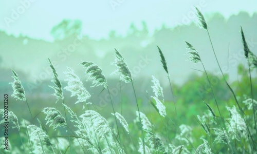 Canvas-taulu Serene field of pampas grass swaying in the wind with a soft teal misty background