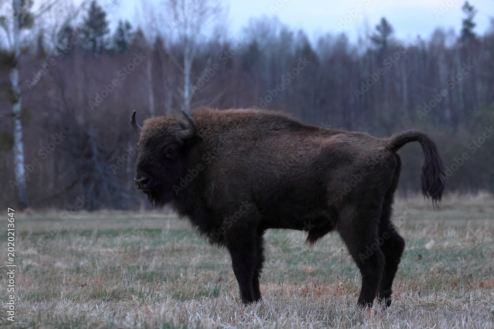 Fotografie european bison