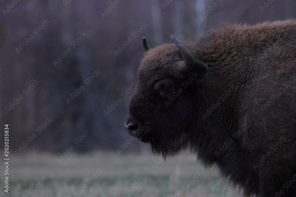 Φωτογραφία european bison