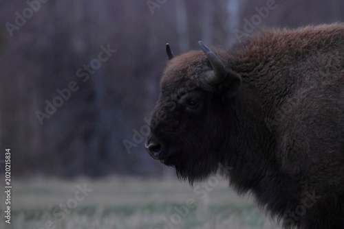 Obraz na płótnie european bison