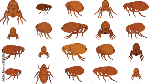 Принти на полотні Flea insect parasite vector illustration collection featuring various views of pest bugs isolated on white background for veterinary and extermination designs