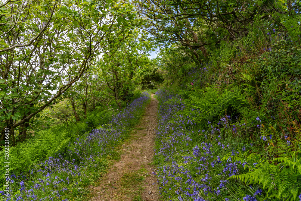 Fototapeta premium walkimg around Solva coastline and woods